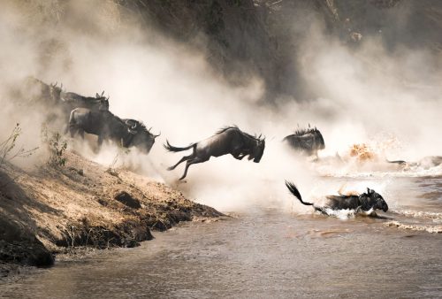 A group of wildebeest leap into a river from a dusty bush riverbank, with water splashing and dust swirling around them during their migration getaway.