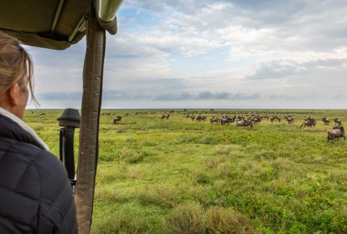 A person on a bush getaway in a safari vehicle observes a large herd of wildebeest grazing on a grassy plain under a cloudy sky.