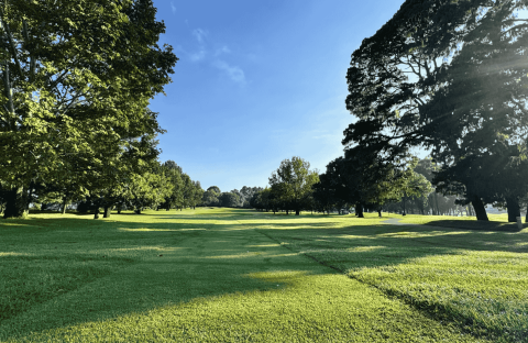 A sunlit golf course with green grass, large trees casting shadows, and a clear blue sky overhead offers the perfect setting for fuel relief and relaxation as sunrays stream through the branches, creating a peaceful and open landscape.