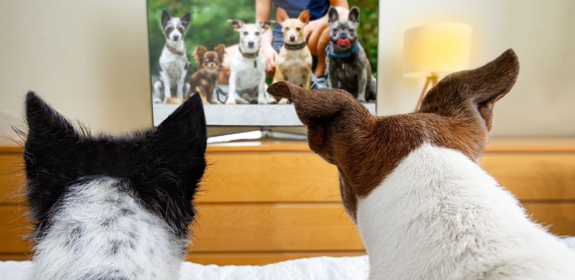 Two dogs sit on a bed, watching a television screen that shows a group of six different dogs, almost like their own canine version of the Human League, with furniture and a lamp visible in the background.
