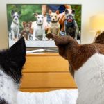Two dogs sit on a bed, watching a television screen that shows a group of six different dogs, almost like their own canine version of the Human League, with furniture and a lamp visible in the background.