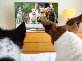 Two dogs sit on a bed, watching a television screen that shows a group of six different dogs, almost like their own canine version of the Human League, with furniture and a lamp visible in the background.