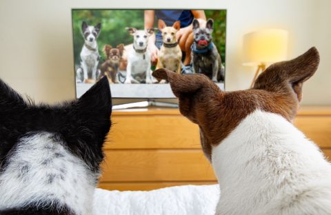Two dogs sit on a bed, watching a television screen that shows a group of six different dogs, almost like their own canine version of the Human League, with furniture and a lamp visible in the background.