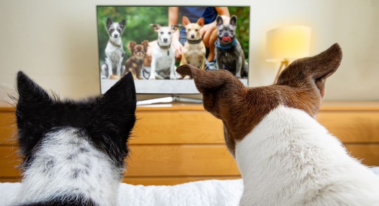 Two dogs sit on a bed, watching a television screen that shows a group of six different dogs, almost like their own canine version of the Human League, with furniture and a lamp visible in the background.