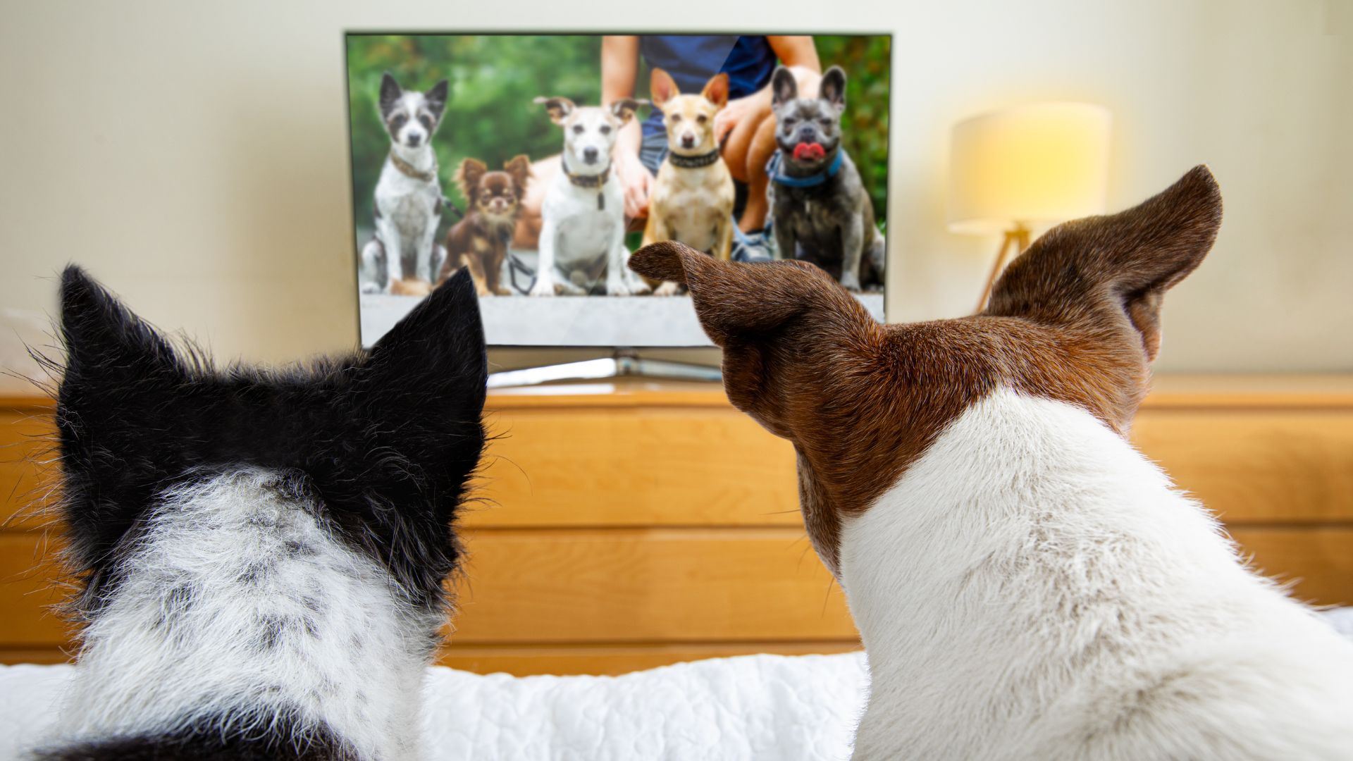 Two dogs sit on a bed, watching a television screen that shows a group of six different dogs, almost like their own canine version of the Human League, with furniture and a lamp visible in the background.