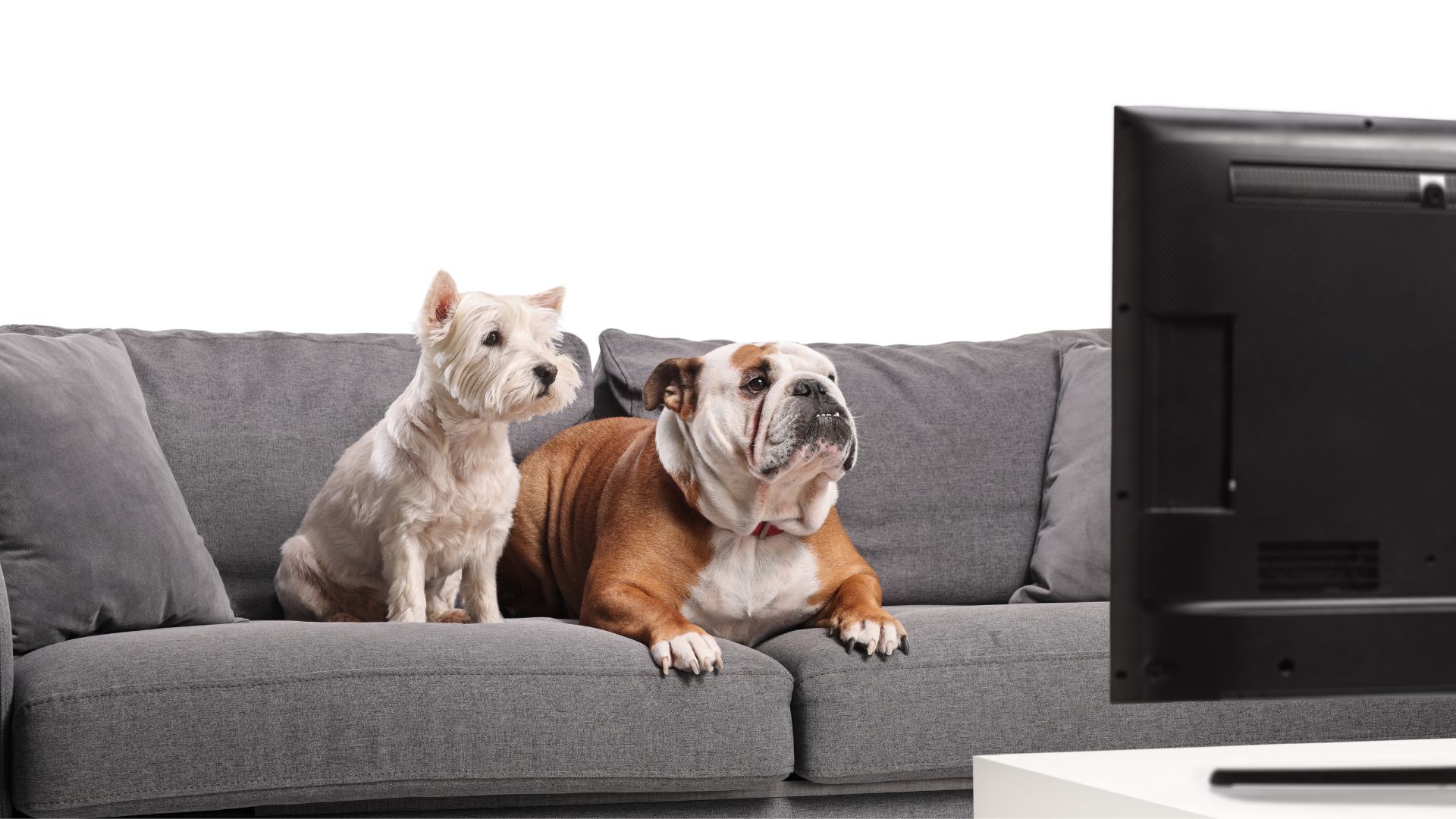 Two dogs, a small white terrier and a brown-and-white bulldog, sit side by side on a gray couch, attentively watching a Human League music video play on the television screen in front of them.
