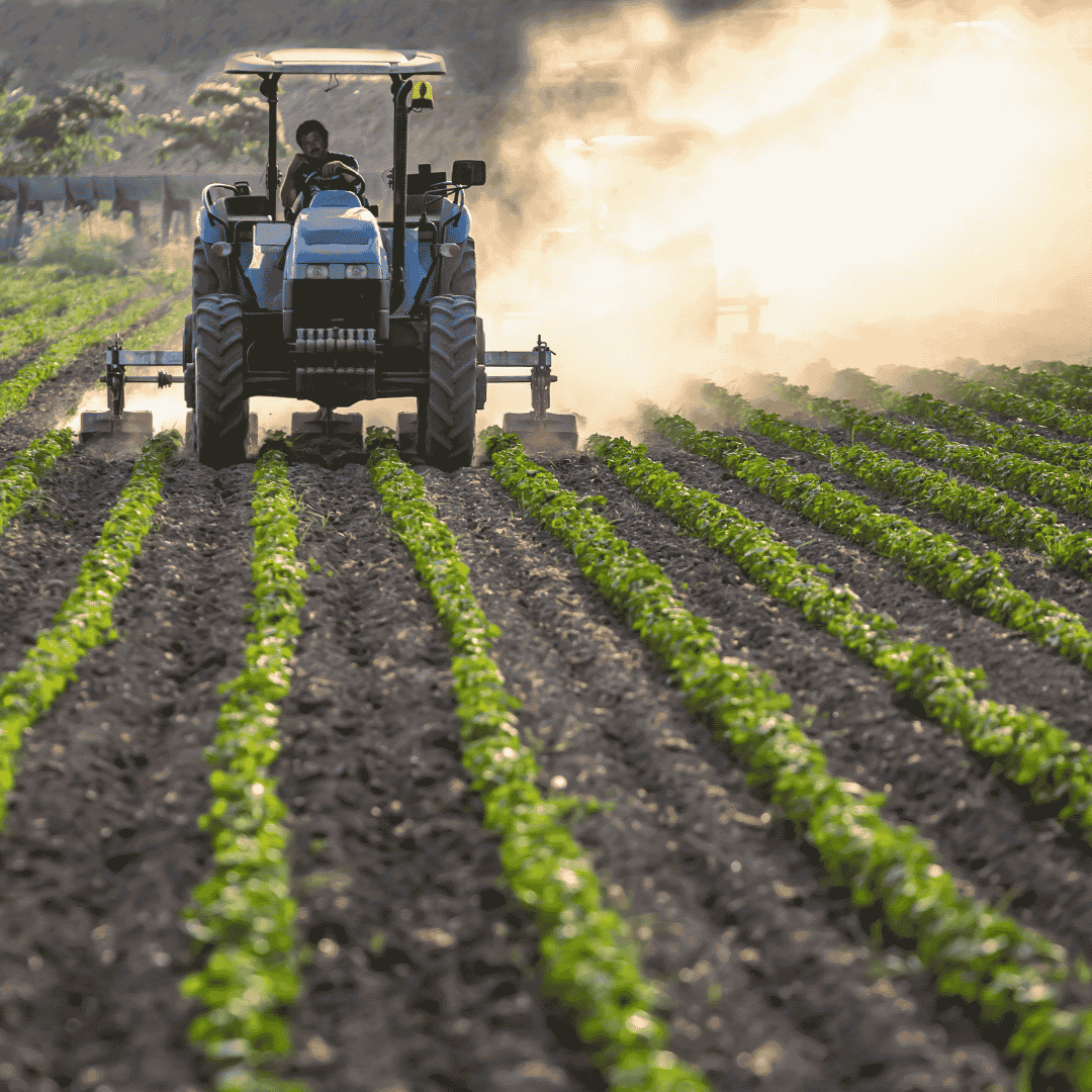 A farmer drives a tractor through a field of young green crops, kicking up dust as they work. Neat rows of plants, symbols of future wealth, extend into the distance under bright sunlight.