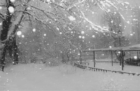 A snowy park scene with trees and branches covered in snow, large snowflakes falling, and a gazebo-like structure in the background—serene as the meeting of two oceans, everything blanketed in pure white.
