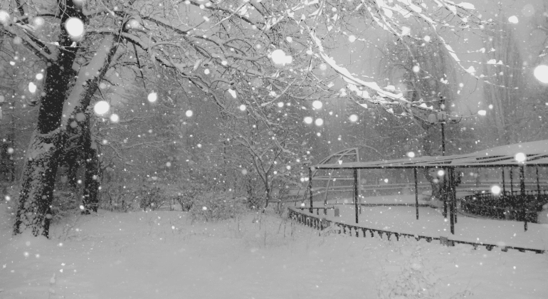A snowy park scene with trees and branches covered in snow, large snowflakes falling, and a gazebo-like structure in the background—serene as the meeting of two oceans, everything blanketed in pure white.