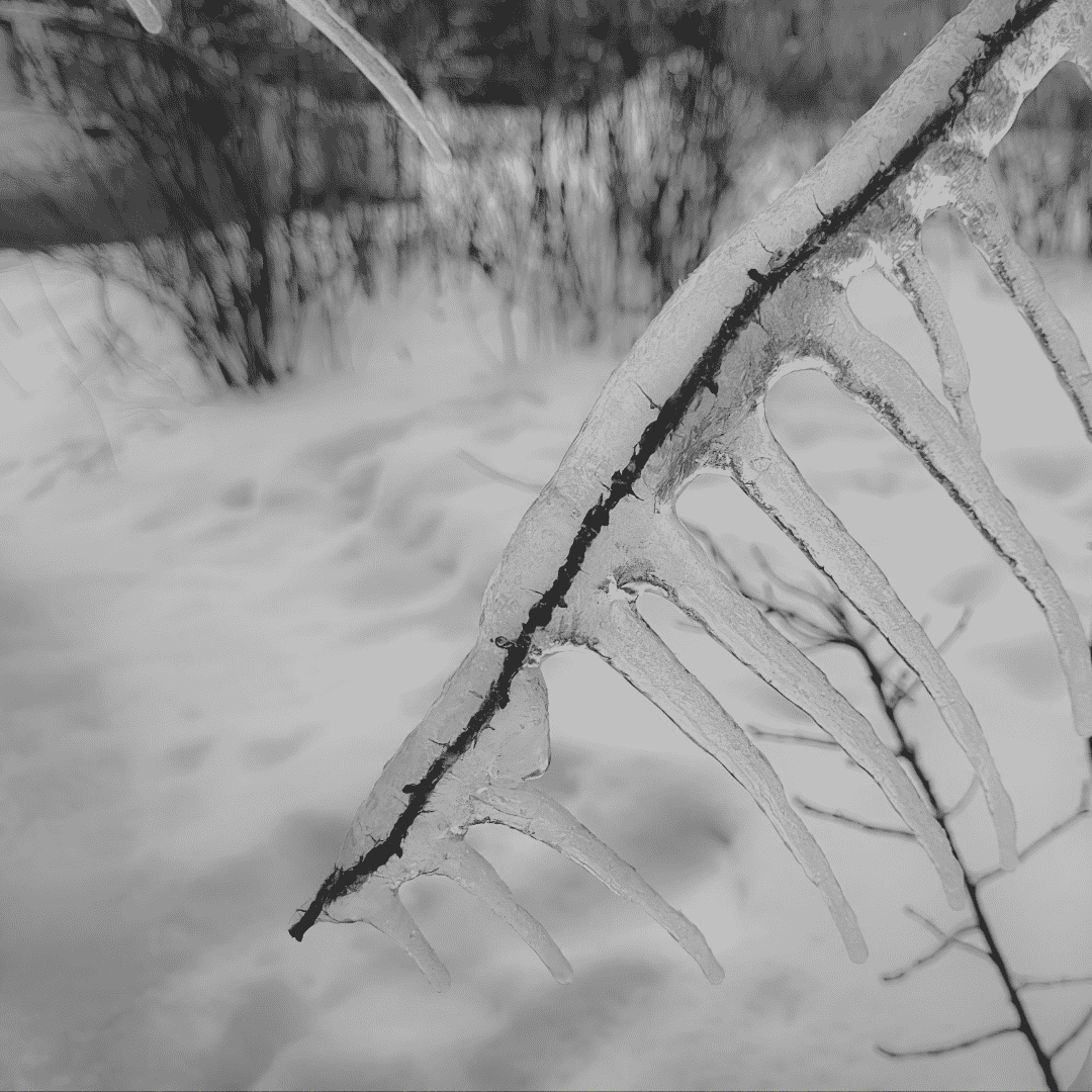 A close-up of a twig covered in clear ice, with several long icicles hanging downward like the currents of two oceans. The snowy ground and blurred winter trees are visible in the background. The image is in black and white.
