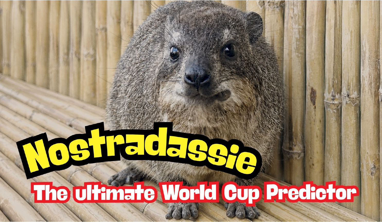 A close-up of a hyrax sitting on a bamboo floor with the text “Nostradassie” and “The ultimate World Cup Predictor” in bold letters over the image.