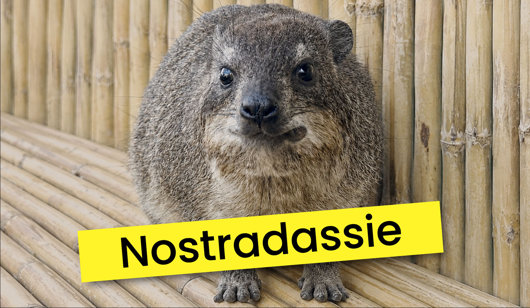 A round, furry animal sits on bamboo flooring against a bamboo wall. A yellow text box with the word Nostradassie is overlaid across the bottom of the image.