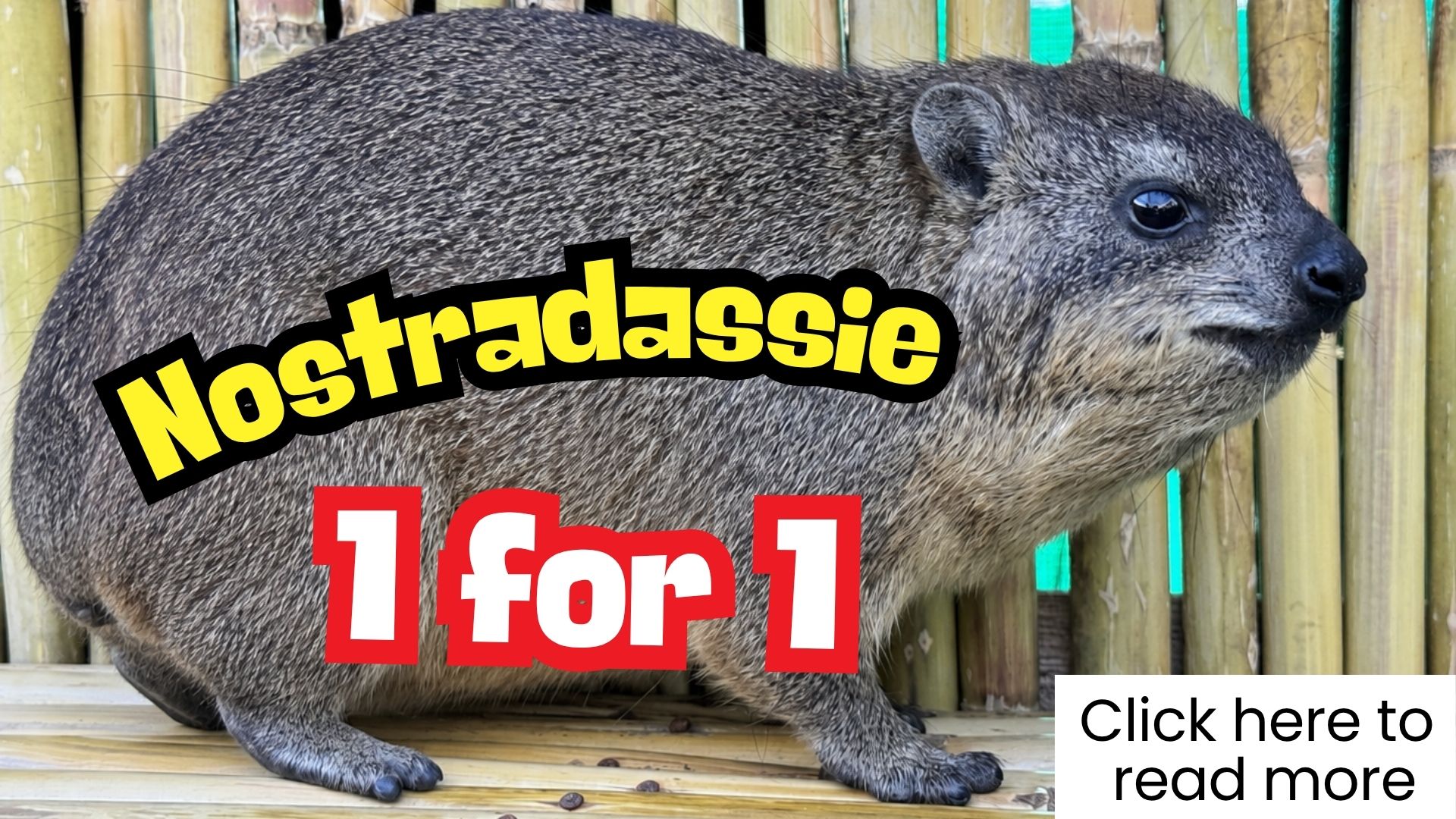 A rock hyrax stands on wooden planks in front of bamboo. Bold yellow and red text says Nostradassie 1 for 1. A white box in the corner reads, Click here to read more.
