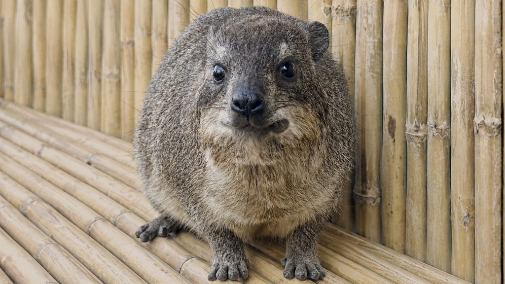 A small, round, furry animal with short legs and dark eyes sits on a bamboo surface in front of a bamboo wall, looking directly at the camera—ready for its own Fifa World Cup moment.