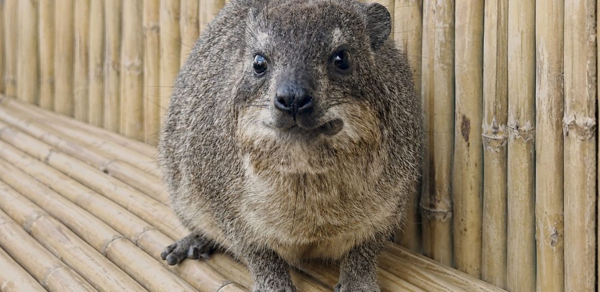 A small, round, furry animal with short legs and dark eyes sits on a bamboo surface in front of a bamboo wall, looking directly at the camera—ready for its own Fifa World Cup moment.