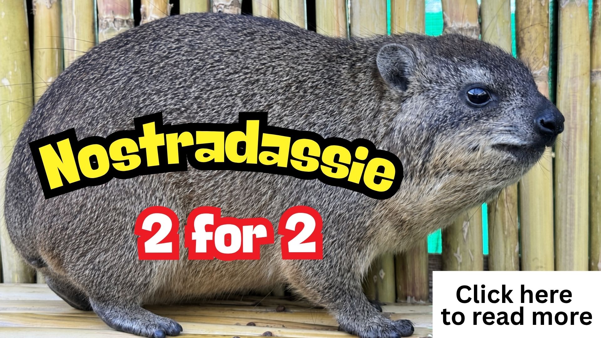 A rock hyrax stands on wooden planks in front of bamboo. Over it, bold text reads Nostradassie 2 for 2. In the lower right corner is a box with “Click here to read more.”.
