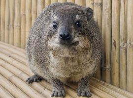 A small, round, furry animal with short legs and dark eyes sits on a bamboo surface in front of a bamboo wall, looking directly at the camera—ready for its own Fifa World Cup moment.