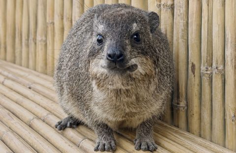 A small, round, furry animal with short legs and dark eyes sits on a bamboo surface in front of a bamboo wall, looking directly at the camera—ready for its own Fifa World Cup moment.