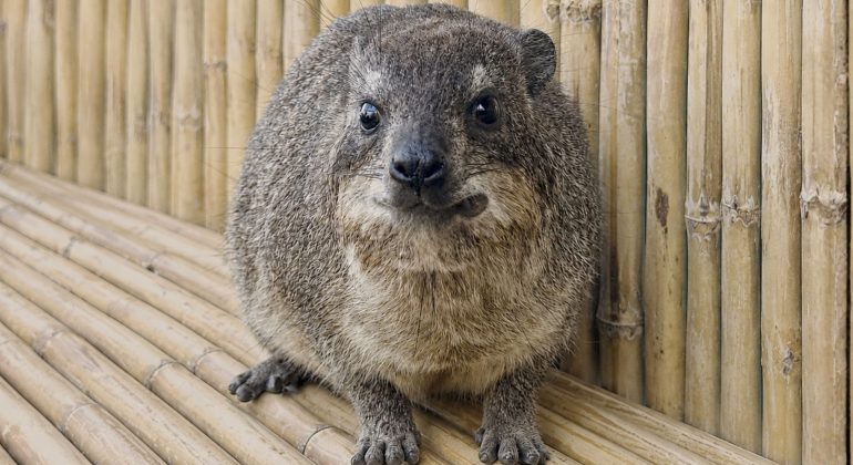 A small, round, furry animal with short legs and dark eyes sits on a bamboo surface in front of a bamboo wall, looking directly at the camera—ready for its own Fifa World Cup moment.