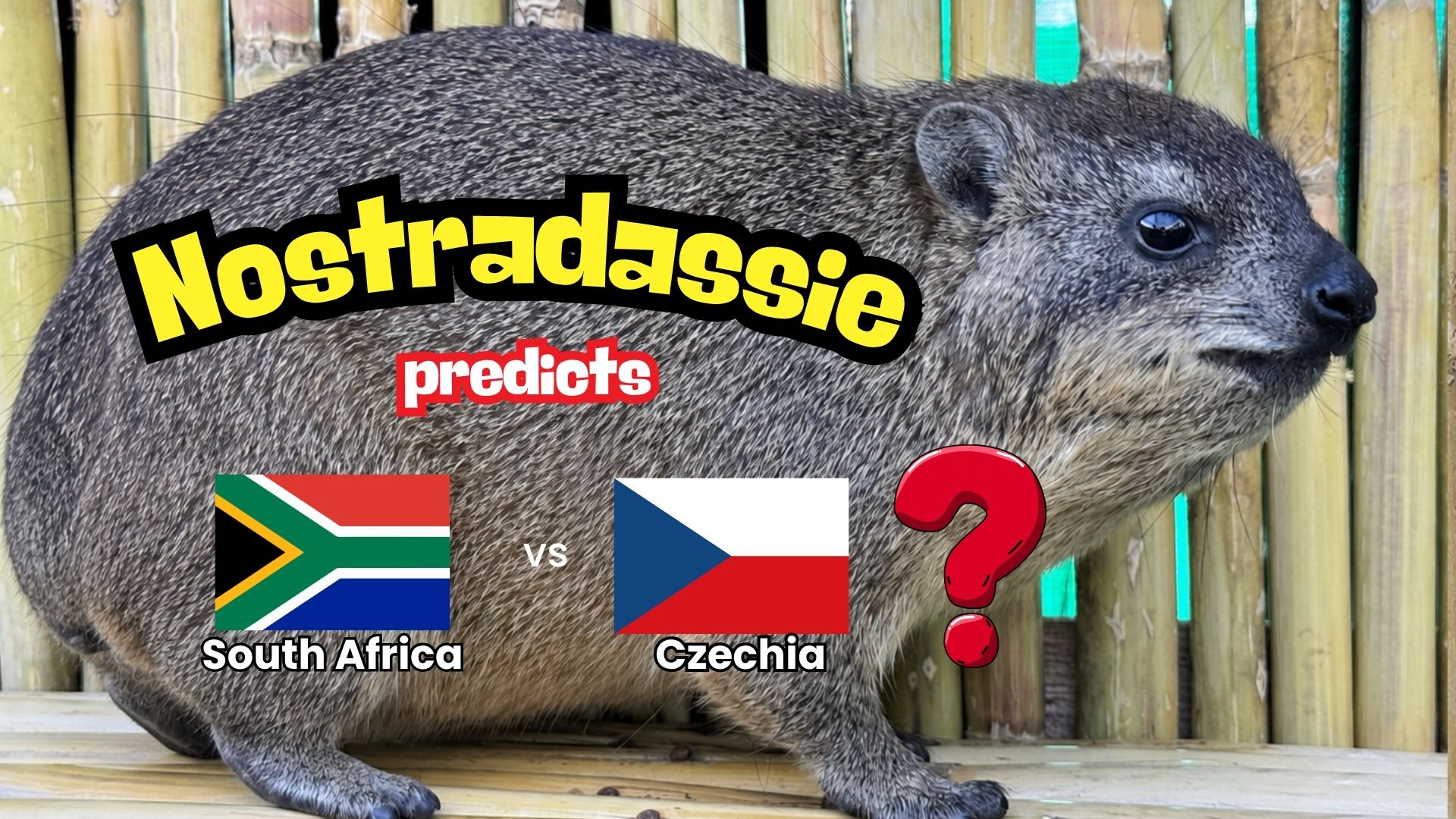 A rock hyrax stands in front of bamboo. The text reads Nostradassie predicts above South Africa and Czechia flags, labeled South Africa vs Czechia, with a red question mark beside the Czechia flag.