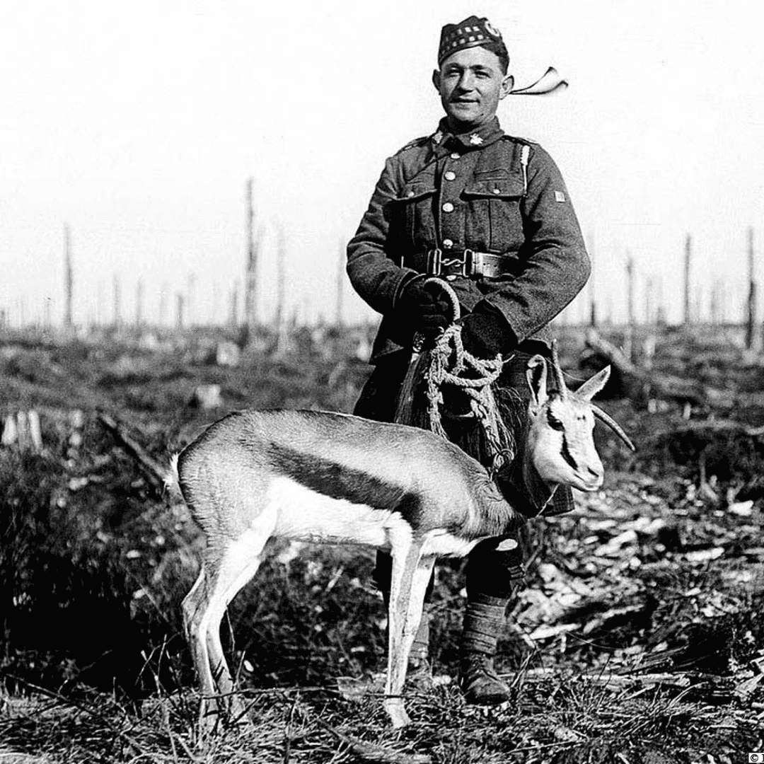 A World War I soldier in uniform stands in a barren field next to a springbok antelope on a rope leash. The background shows tree stumps and war devastation.
