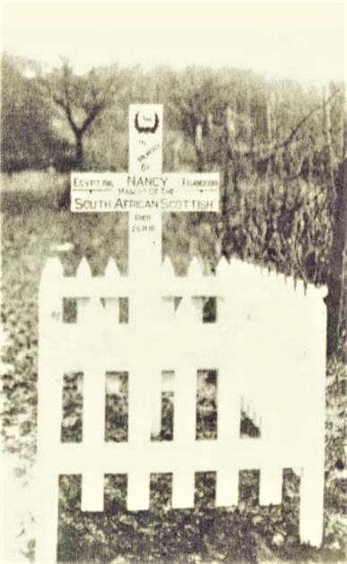 A black-and-white photo of a grave marked by a white wooden cross and a picket fence. The cross has text commemorating Nancy, a mascot of the South African Scottish Regiment, with the year 1918.