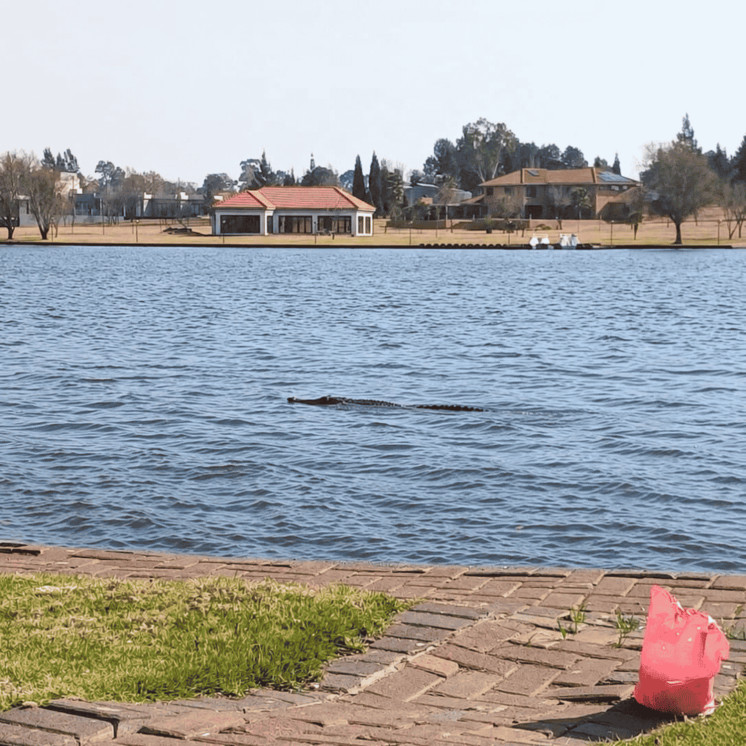 A crocodile swims in a lake near the shore, with brick pavement and grass in the foreground. Houses and trees are visible on the far side of the water under a clear sky, creating a peaceful scene that somehow feels as harmonious as a Dolly Parton ballad.