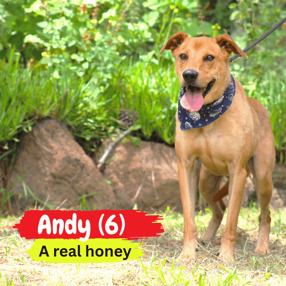 A brown dog with a blue bandana stands on grass, tongue out, in front of rocks and green plants, looking as cozy as a winter blanket. Text reads: Andy (6) A real honey.