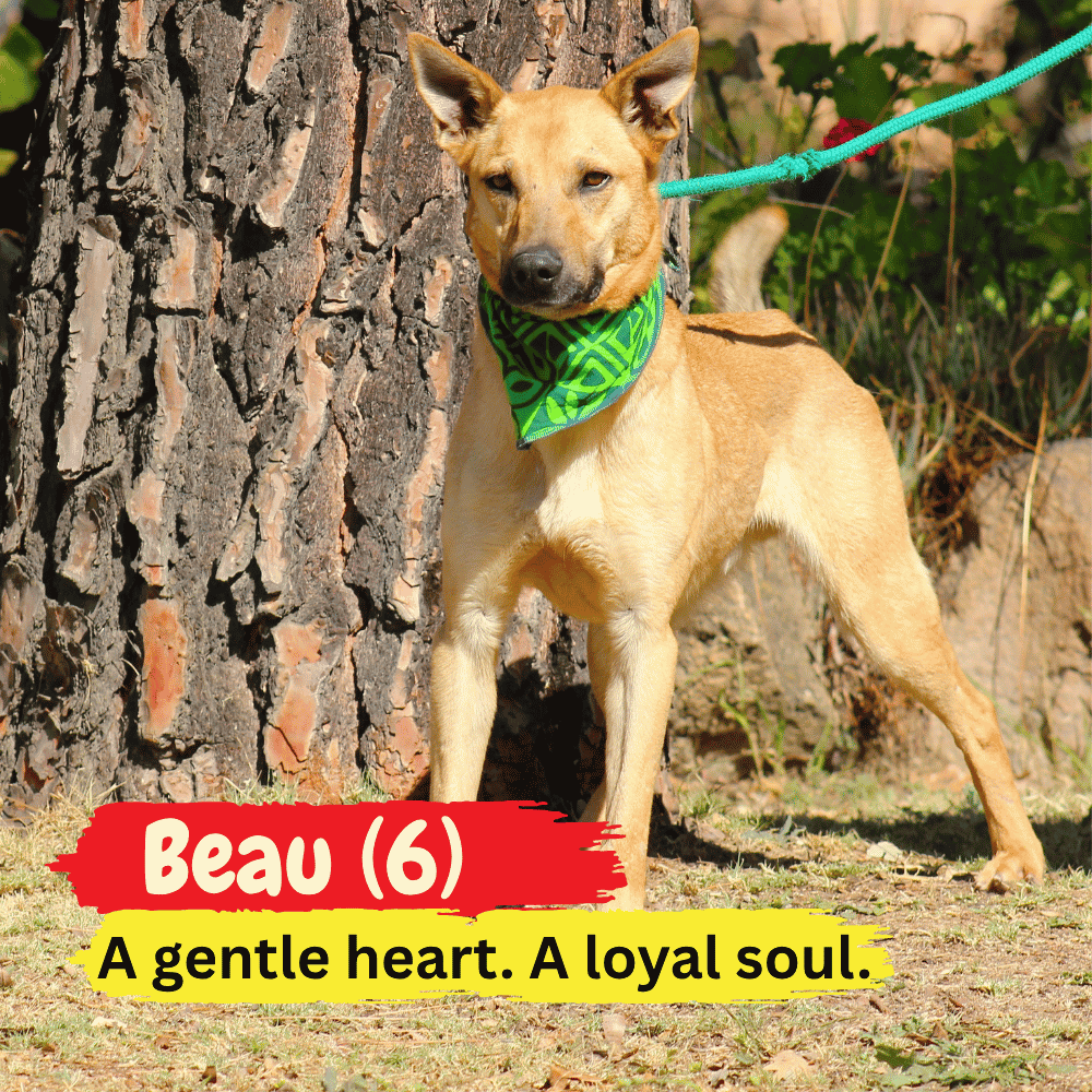 A tan dog with pointed ears and a green bandana stands by a tree on a leash, cozily draped in his favorite winter blanket. Text reads: Beau (6). A gentle heart. A loyal soul.