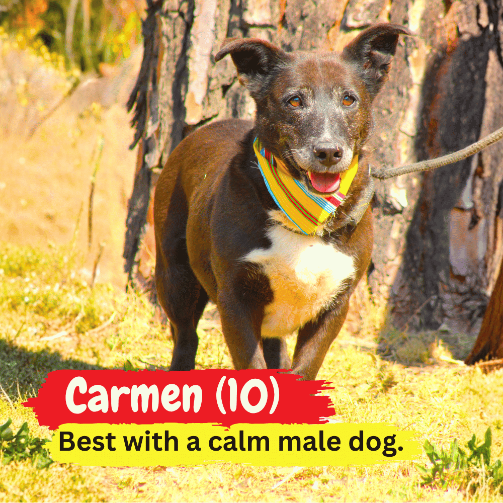A black and white dog with a colorful bandana stands on grass, leashed, in front of a tree, cozy as if wrapped in a winter blanket. Text reads: Carmen (10). Best with a calm male dog.
