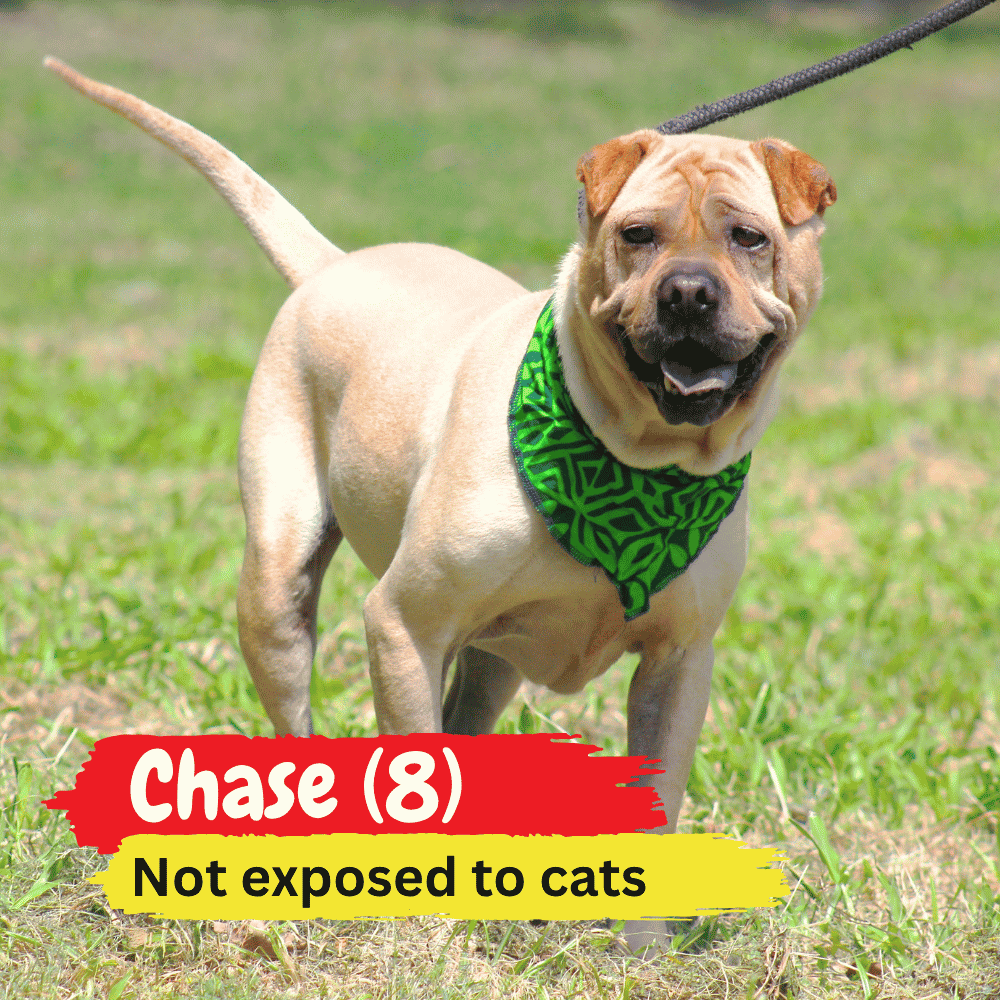 A tan dog on a leash wearing a green bandana stands on grass, looking cozy as if ready to snuggle into a winter blanket. Text reads: Chase (8) Not exposed to cats.
