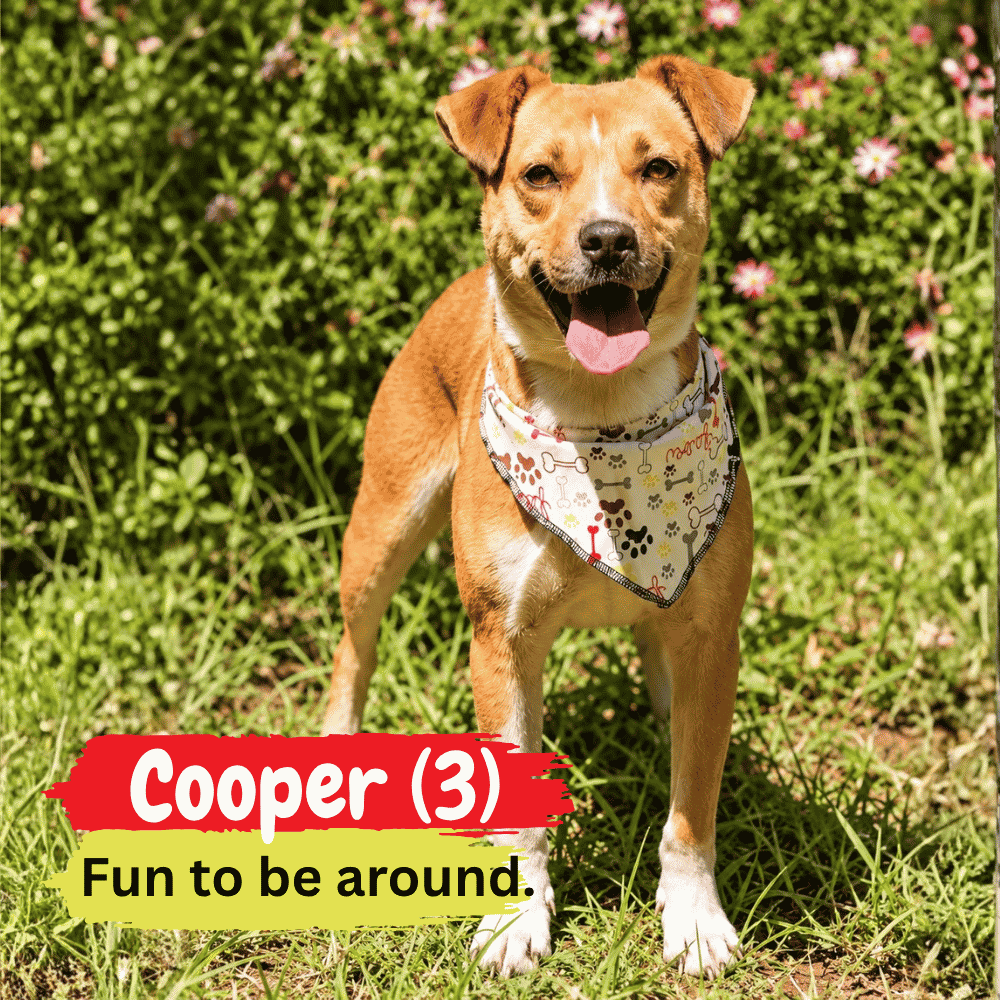 A happy brown dog wearing a patterned bandana and snuggled in a cozy winter blanket stands on grass with pink flowers in the background. Text reads: Cooper (3) Fun to be around.