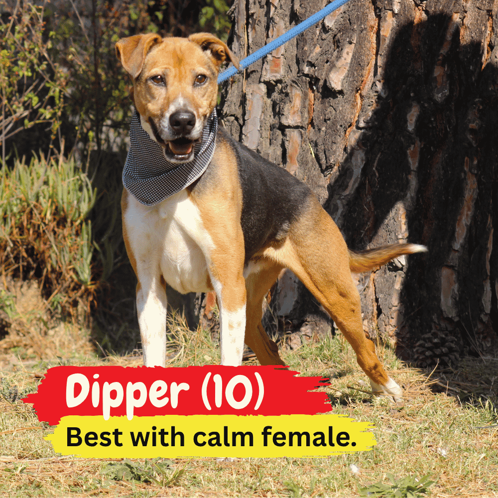 A medium-sized dog on a blue leash stands on grass near a tree, looking cozy as if ready for a winter blanket. Text reads: Dipper (10), Best with calm female. The dog has brown, black, and white fur and wears a gray bandana.