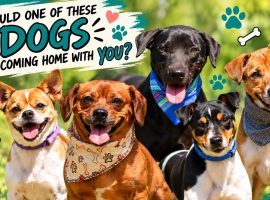 Five smiling dogs wearing bandanas pose outdoors, snuggled together as if sharing a cozy winter blanket, with text: Could one of these dogs be coming home with you? Bones, paws, and hearts decorate the image.