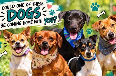 Five smiling dogs wearing bandanas pose outdoors, snuggled together as if sharing a cozy winter blanket, with text: Could one of these dogs be coming home with you? Bones, paws, and hearts decorate the image.