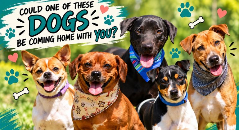Five smiling dogs wearing bandanas pose outdoors, snuggled together as if sharing a cozy winter blanket, with text: Could one of these dogs be coming home with you? Bones, paws, and hearts decorate the image.