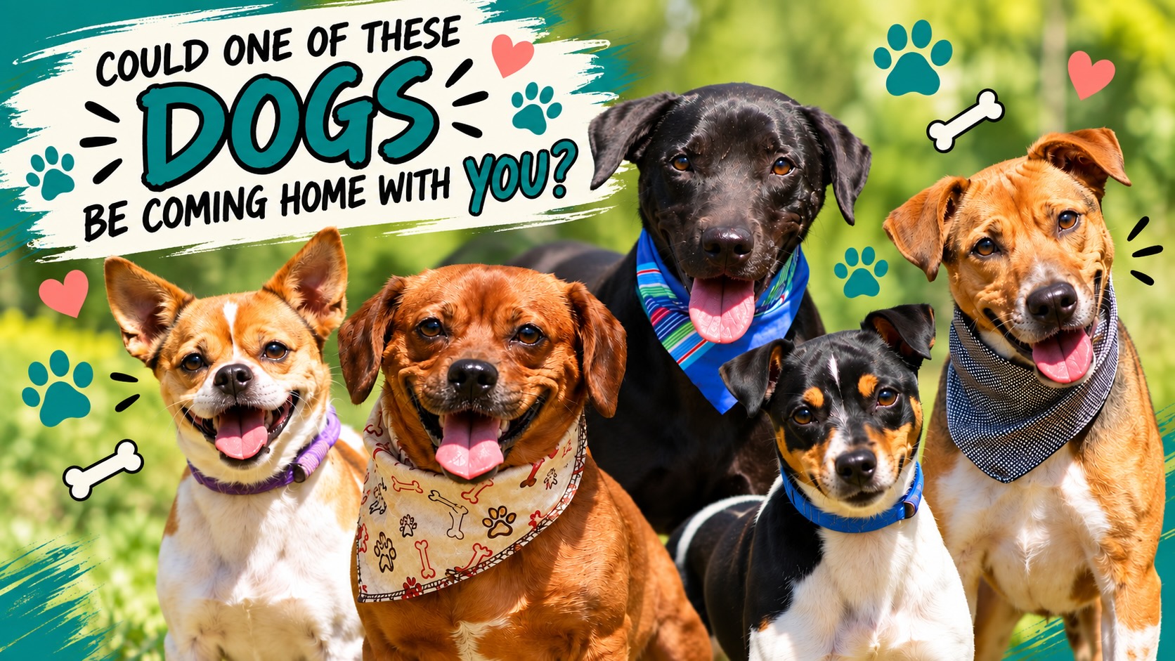 Five smiling dogs wearing bandanas pose outdoors, snuggled together as if sharing a cozy winter blanket, with text: Could one of these dogs be coming home with you? Bones, paws, and hearts decorate the image.