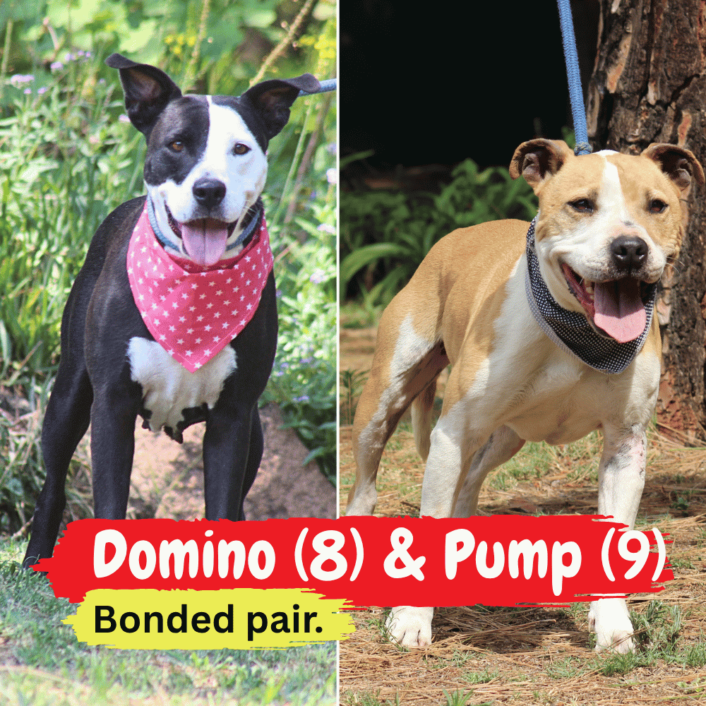 Two dogs stand outdoors, cozy beneath a soft winter blanket. The left dog is black and white with a pink bandana, while the right is tan and white with a blue bandana. Text reads: Domino (8) & Pump (9) Bonded pair.