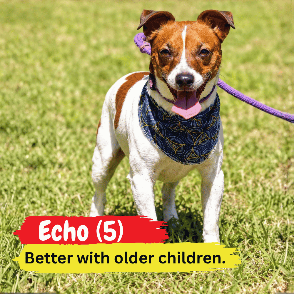 Small brown and white dog wearing a blue bandana and purple leash stands on grass, looking cozy as if ready for a winter blanket. Text: Echo (5) and Better with older children.