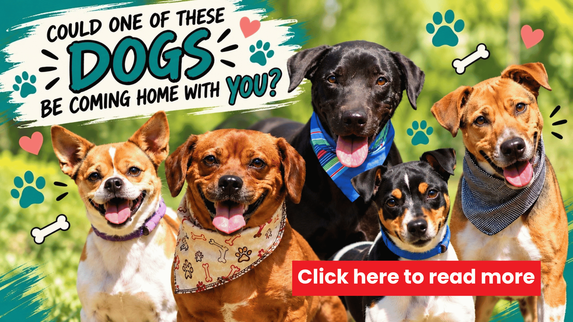 Five happy dogs wearing bandanas sit together outside, surrounded by paw prints and bones graphics. Text reads, Could one of these dogs be coming home with you? and Click here to read more..