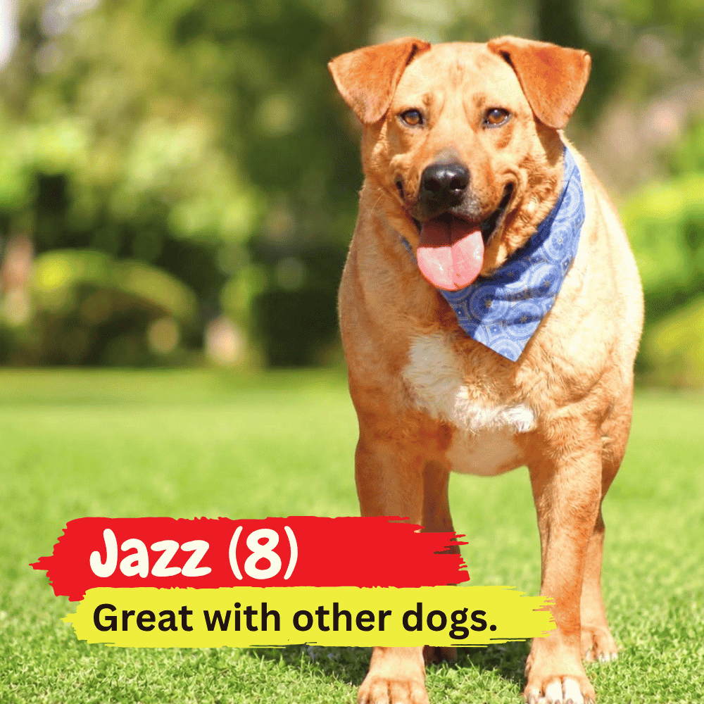 A happy tan dog wearing a blue bandana stands on grass, cozily wrapped in a winter blanket. Text reads: Jazz (8) Great with other dogs. Background is blurred greenery.