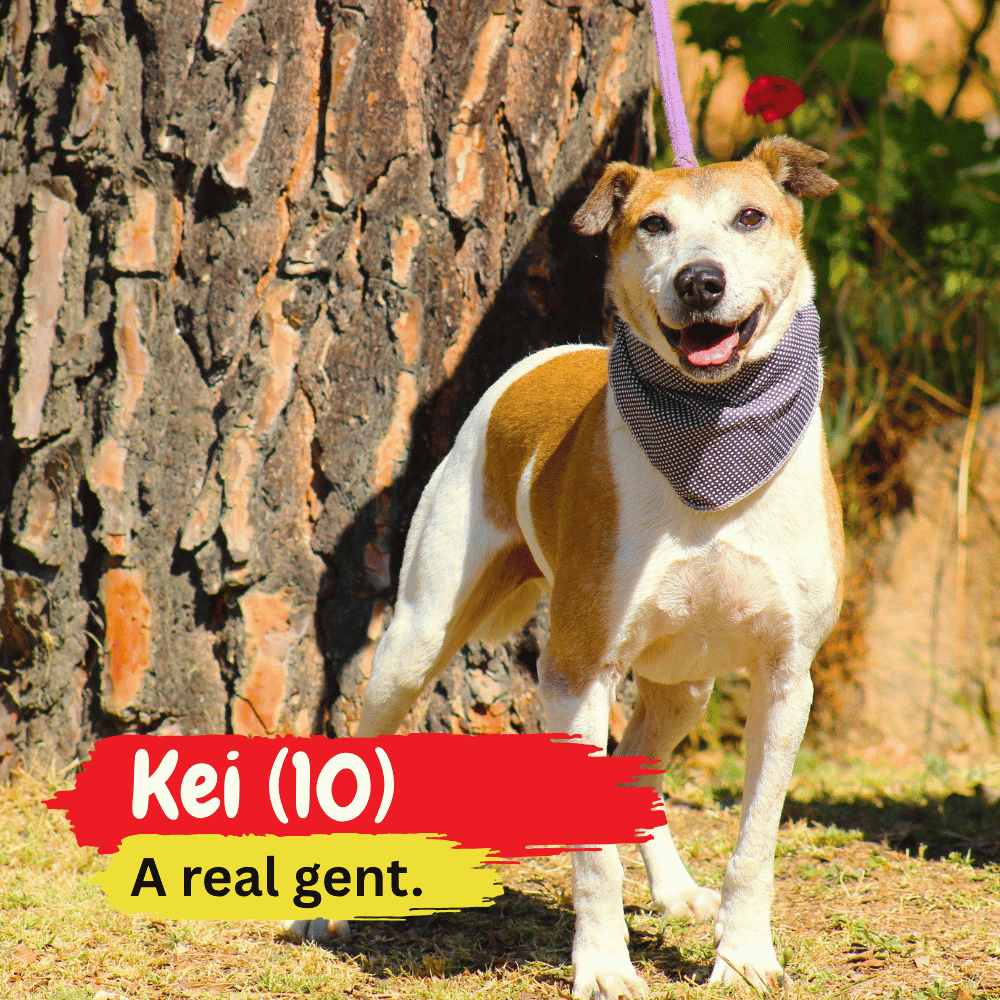 A brown and white dog wearing a purple bandana stands near a tree, smiling, cozily wrapped in a winter blanket. Text reads: Kei (10) A real gent.