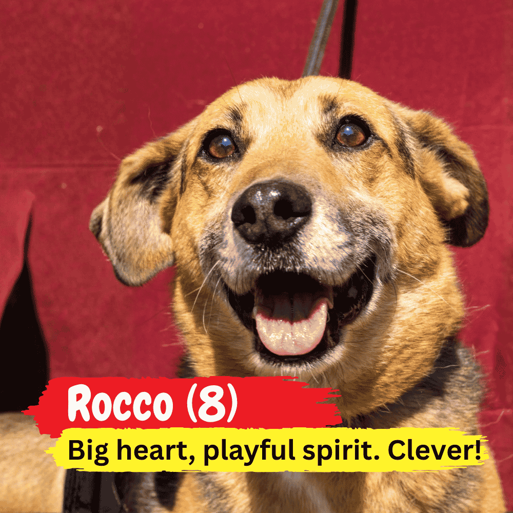 A happy brown and black dog with alert ears sits in front of a red background, cozily wrapped in a winter blanket. Text reads: Rocco (8) Big heart, playful spirit. Clever!.