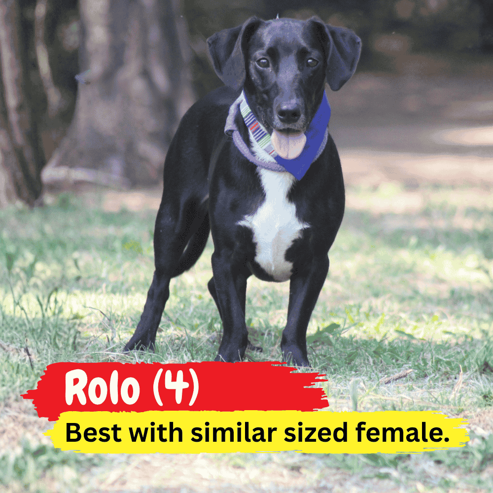 A black dog with a white chest stands outdoors, wearing a blue bandana and cozy winter blanket. Text reads: Rolo (4) Best with similar sized female.