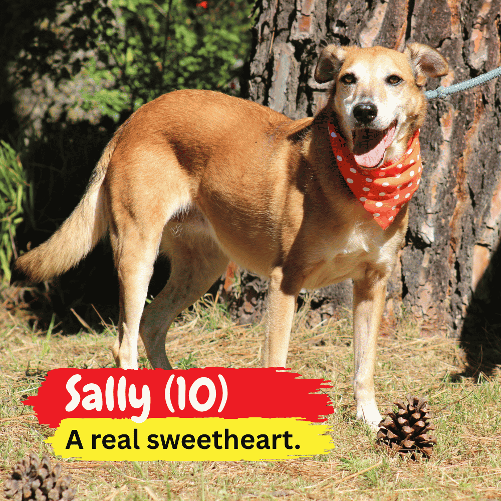 A brown dog with a white chest and an orange polka dot bandana stands outdoors by a tree, looking cozy as if wrapped in a winter blanket. Text reads: Sally (10) A real sweetheart. Pinecones are on the grass nearby.