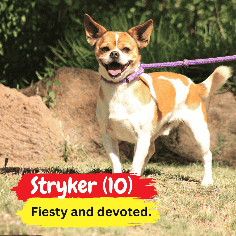 A small brown and white dog stands on grass, wearing a purple leash and cozy winter blanket. Text reads: Stryker (10). Fiesty and devoted. Green bushes and rocks are in the background.