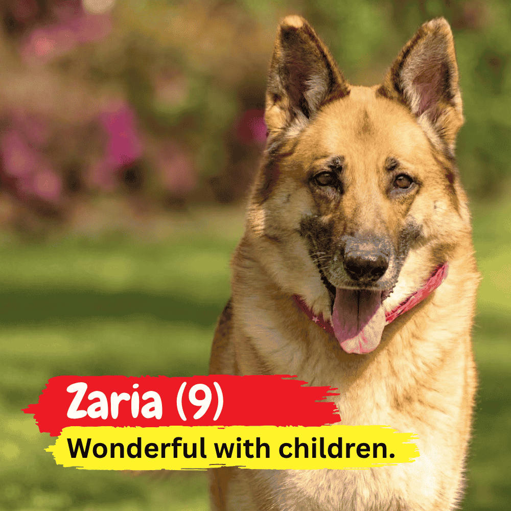 A German Shepherd dog sits outside on grass, cozy in a winter blanket. Text reads: Zaria (9) Wonderful with children. The background is blurred with greenery and flowers.