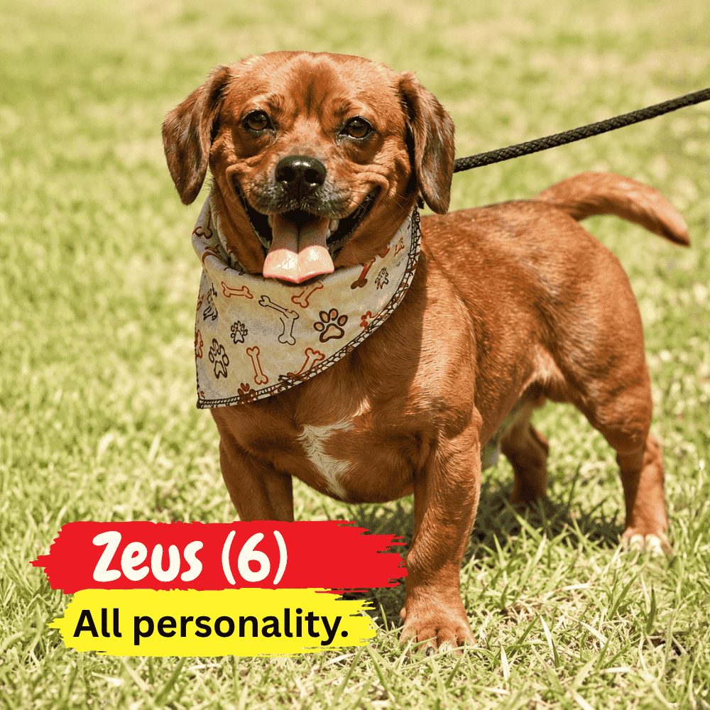 A happy brown dog wearing a patterned bandana stands on grass, looking ready to snuggle into a cozy winter blanket. Text reads: Zeus (6) All personality.