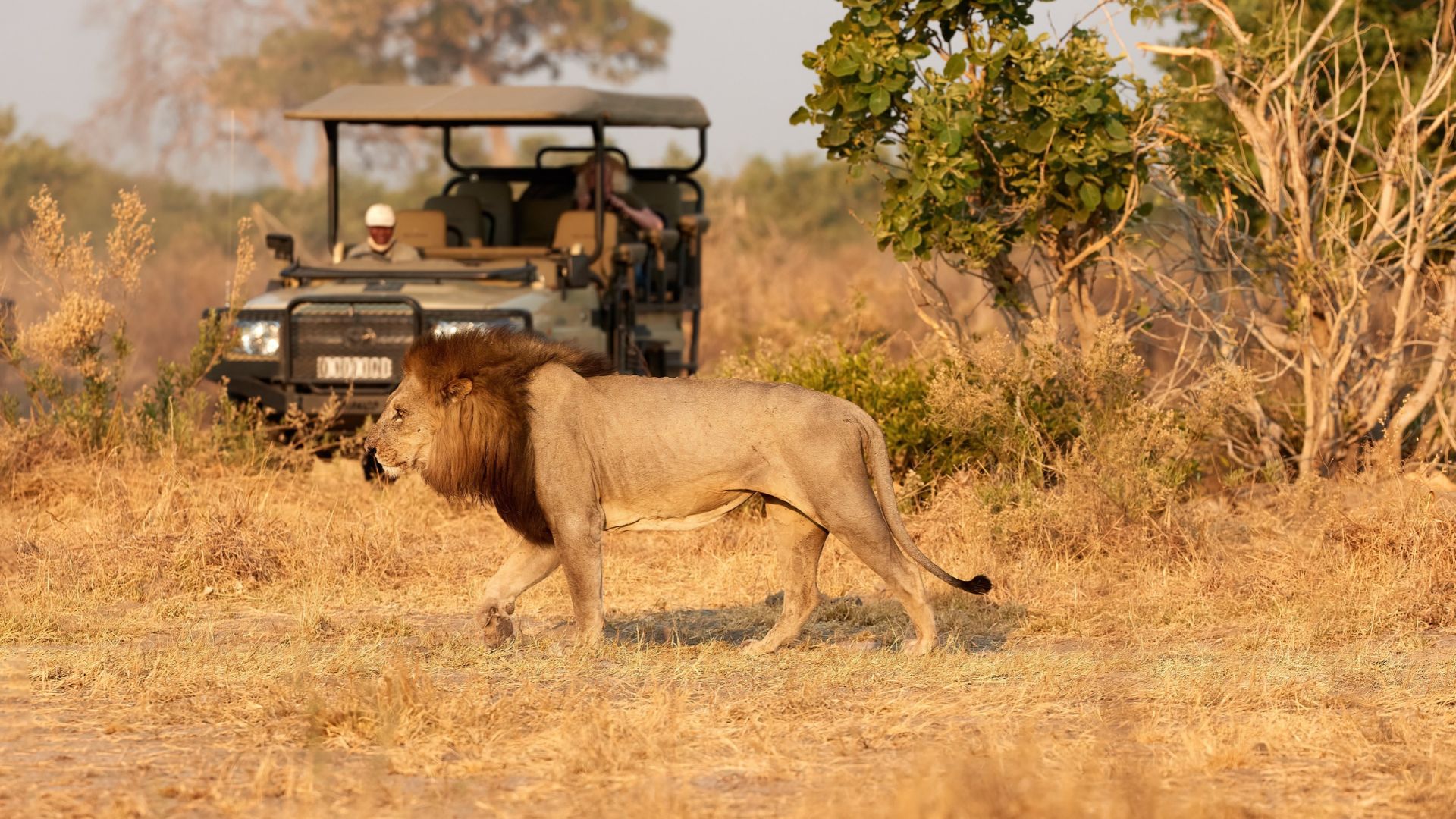 A male lion walks through dry grass in front of an open-air safari vehicle during a travel excursion.