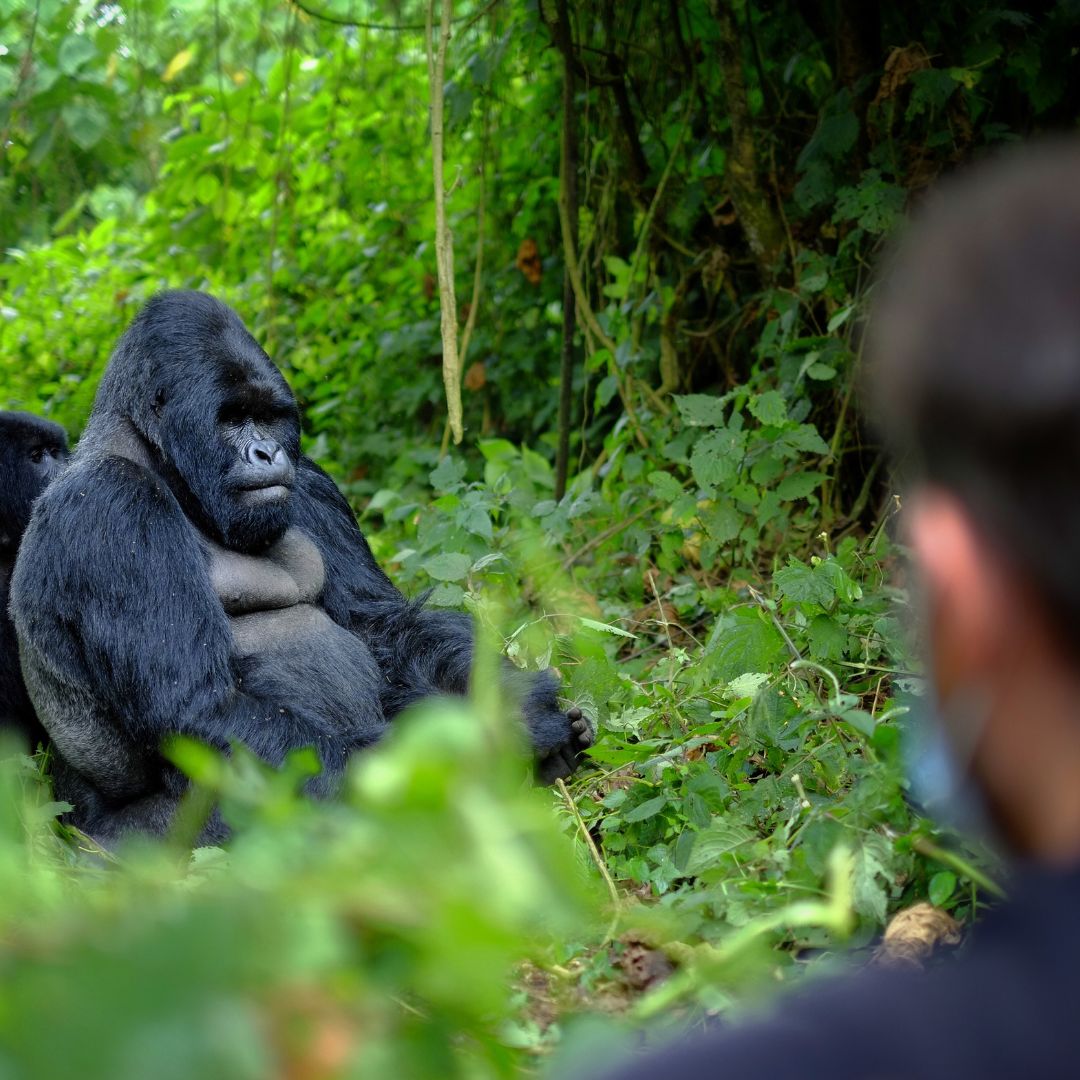 A silverback gorilla sits in dense green foliage during a travel encounter, viewed from behind a person in the foreground.